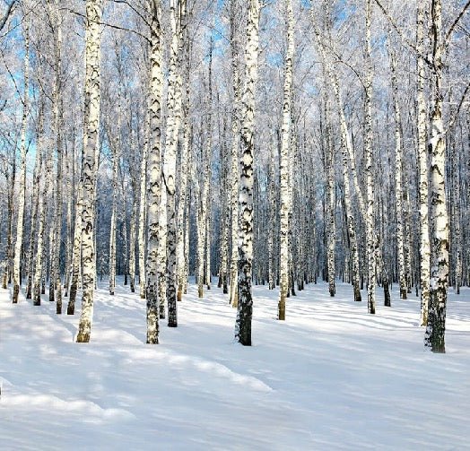 Birch Wood Forest toilet wallpaper