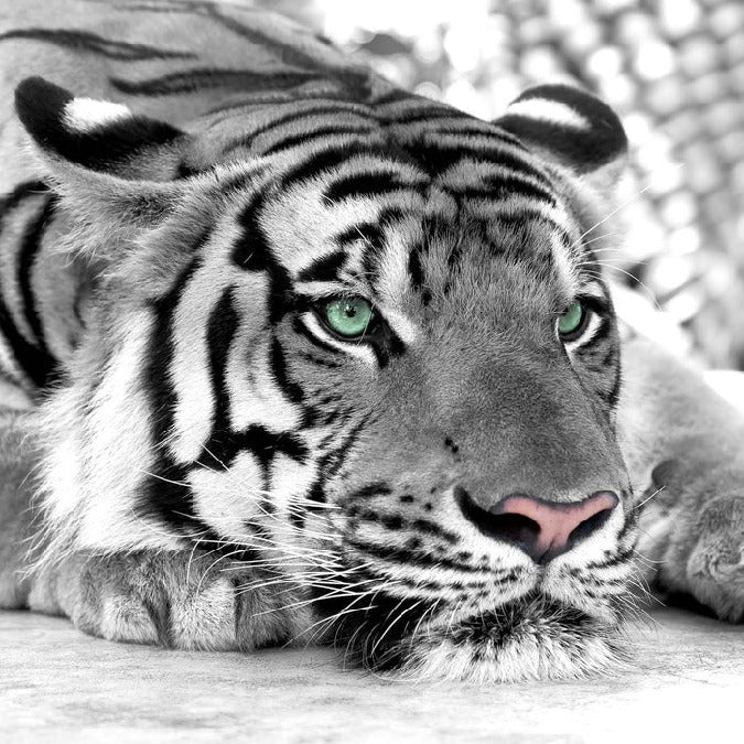 Majestic White Tiger wallpaper