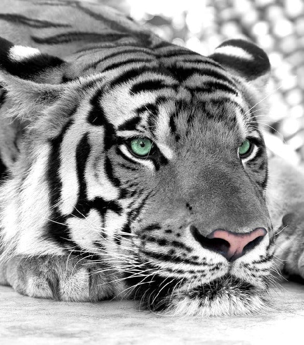 Majestic White Tiger wallpaper