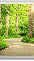 Wallpaper wc stroll in the forest