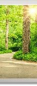 Wallpaper wc stroll in the forest