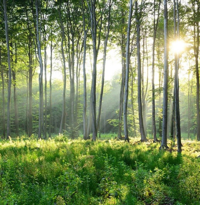 Forêt de Pins toilet wallpaper