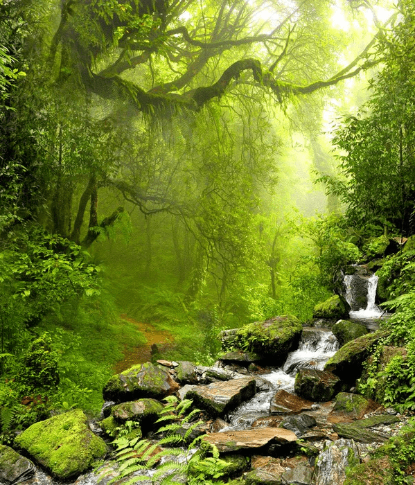 Waterfall and Forest Wallpaper - H250cm x W214cm - Vinyl Material
