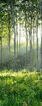 Forêt de Pins toilet wallpaper