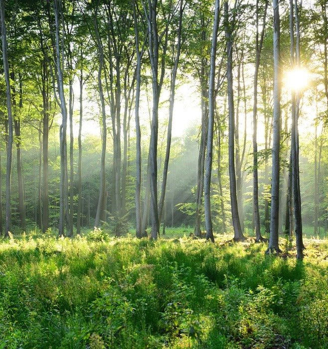 Forêt de Pins toilet wallpaper