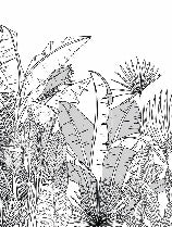 Papier peint panoramique noir et blanc botanic leaf, XXL, tendance