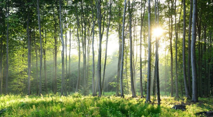 Papier peint panoramique forêt de pins