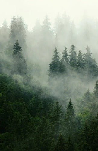 Papier peint forêt brumeuse verte, XXL, tendance