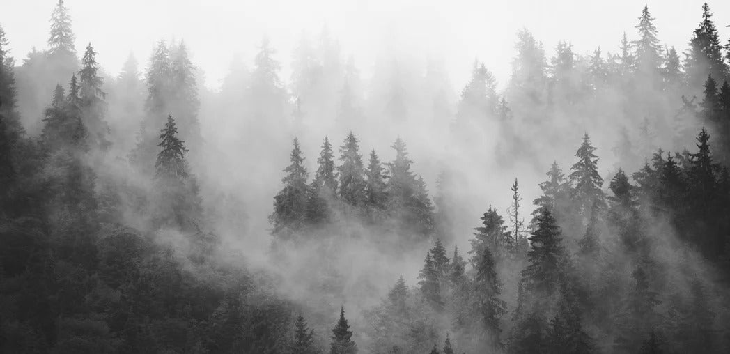 Black and white misty forest wallpaper