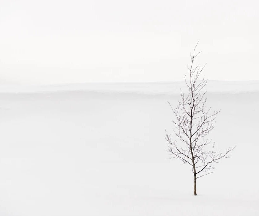 Papier peint pureté arbre, XXL, tendance