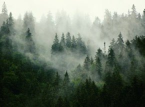 Papier peint forêt brumeuse verte, XXL, tendance