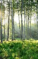 Papier peint wc Forêt de Pins, XXL, tendance