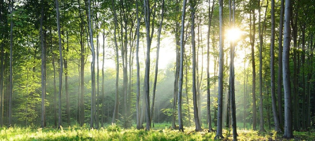 Papier peint panoramique forêt de pins
