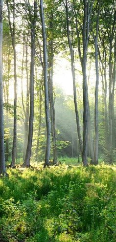 Papier peint panoramique forêt de pins