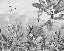 Black and white tropical mirage wallpaper