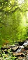 Cascade & Forest wallpaper