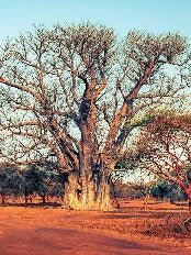Papier peint photo Afrique Baobab sacré