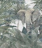 Papier peint Elephant d'Amazonie, XXL, tendance