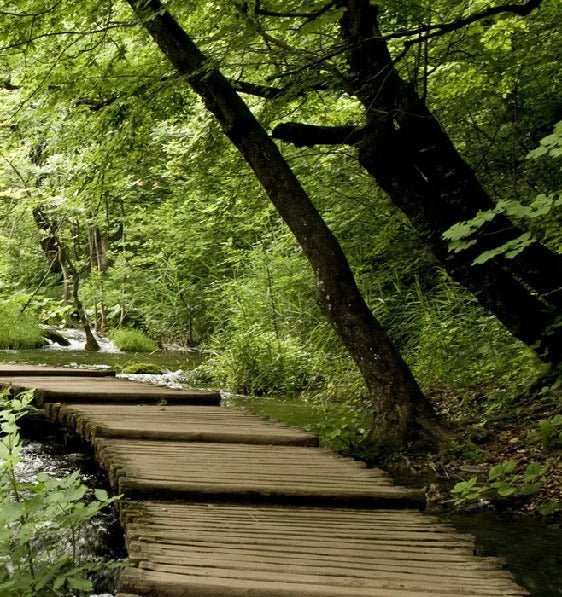 Papier peint bistrot trompe l'œil chemin forestier, XXL, tendance