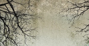 Enchanted Forest wallpaper