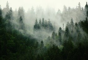 Green misty forest wallpaper