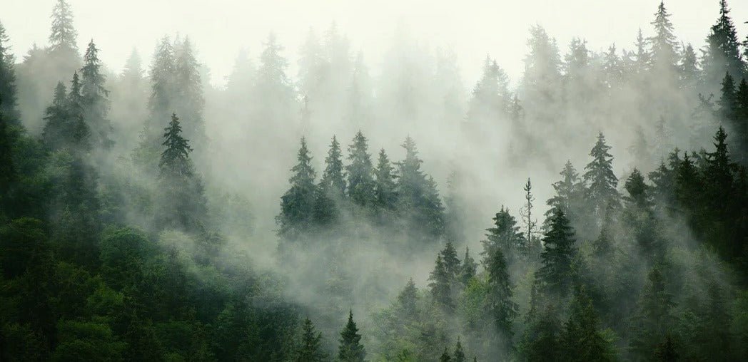 Green misty forest wallpaper
