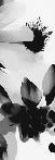 Hypnotic black and white flower wallpaper