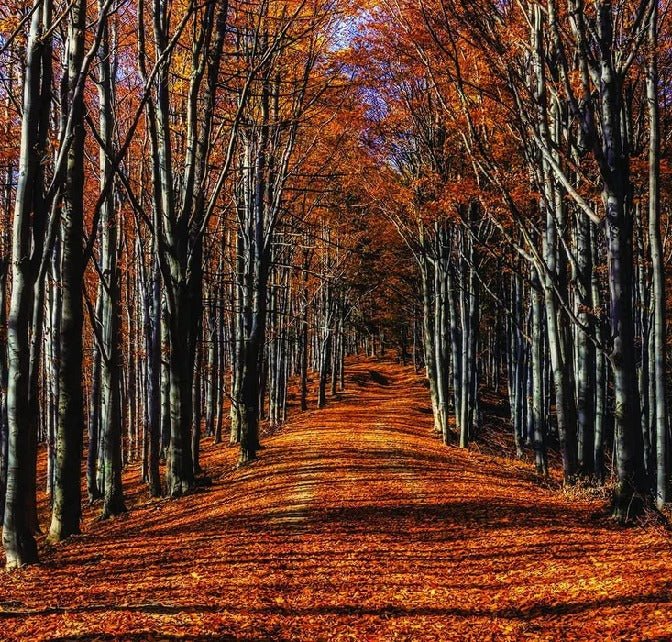 Papier peint panoramique balade d'automne