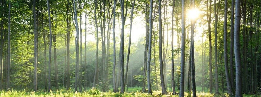 Papier peint panoramique forêt de pins