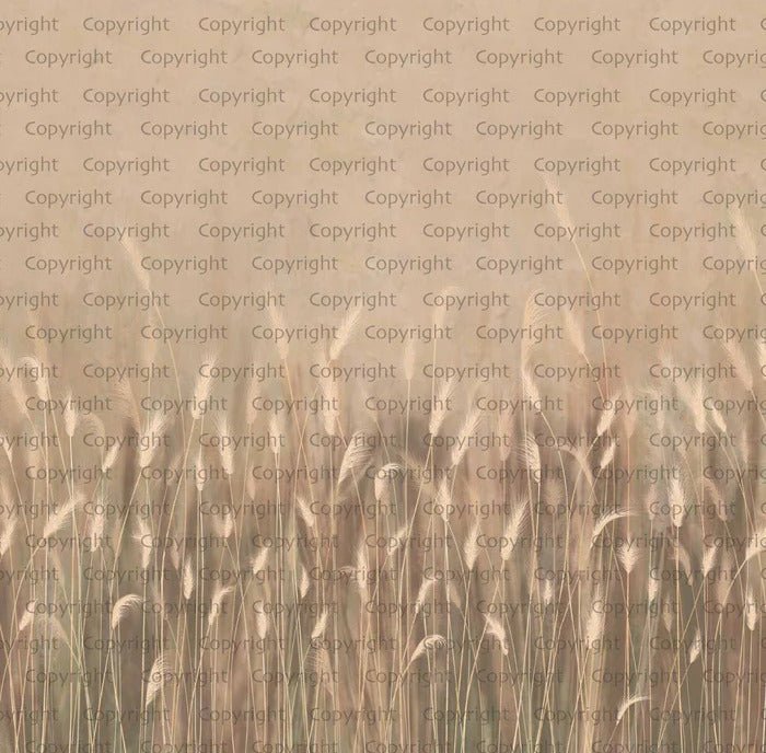 Papier peint panoramique herbes sauvages beige, XXL, tendance