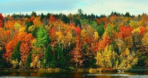 Papier peint panoramique forêt nuance automnale, XXL, tendance
