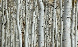 Papier peint Forêt de bouleau