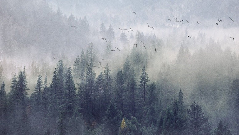 Papier peint Forêt de Chine, XXL, tendance