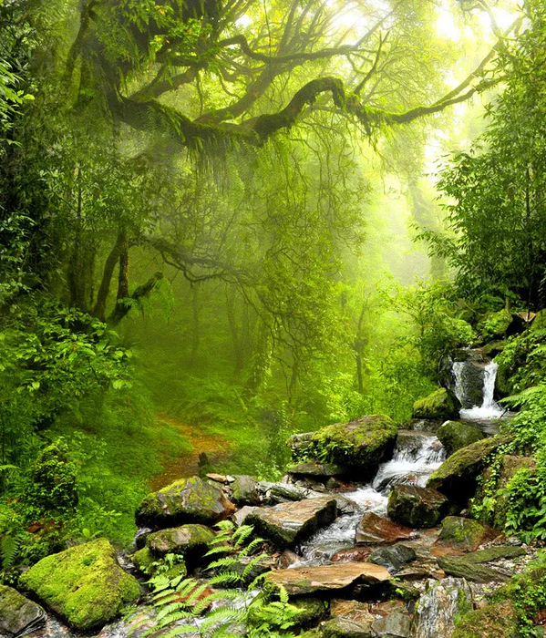 Papier peint Cascade et Forêt - H250cm x L214cm - Matière Vinyle