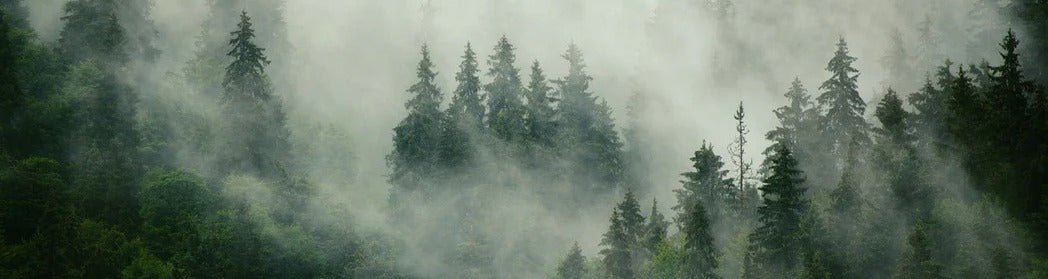 Papier peint forêt brumeuse verte, XXL, tendance