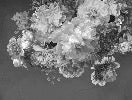 Black and white peony flower wallpaper