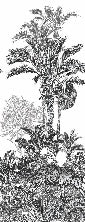 Papier peint jungle panthère