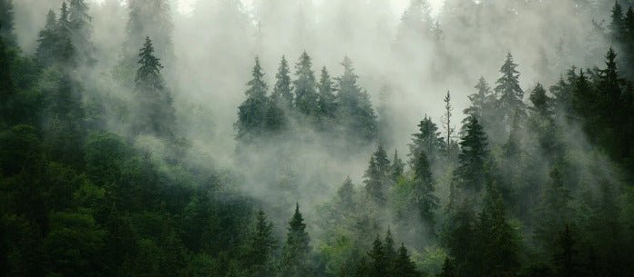 Green misty forest wallpaper