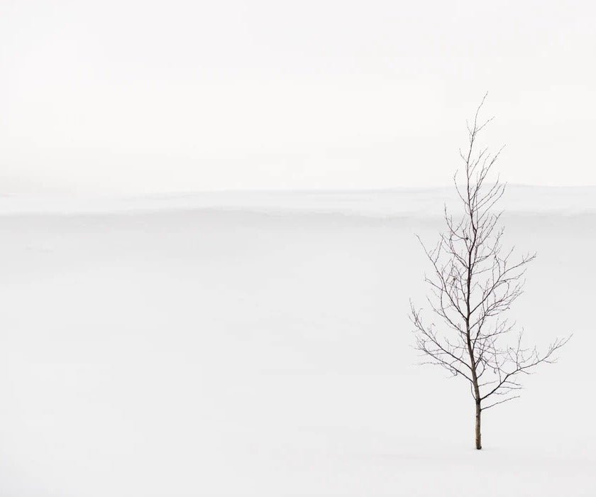 Papier peint pureté arbre, XXL, tendance