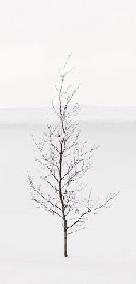 Papier peint pureté arbre, XXL, tendance