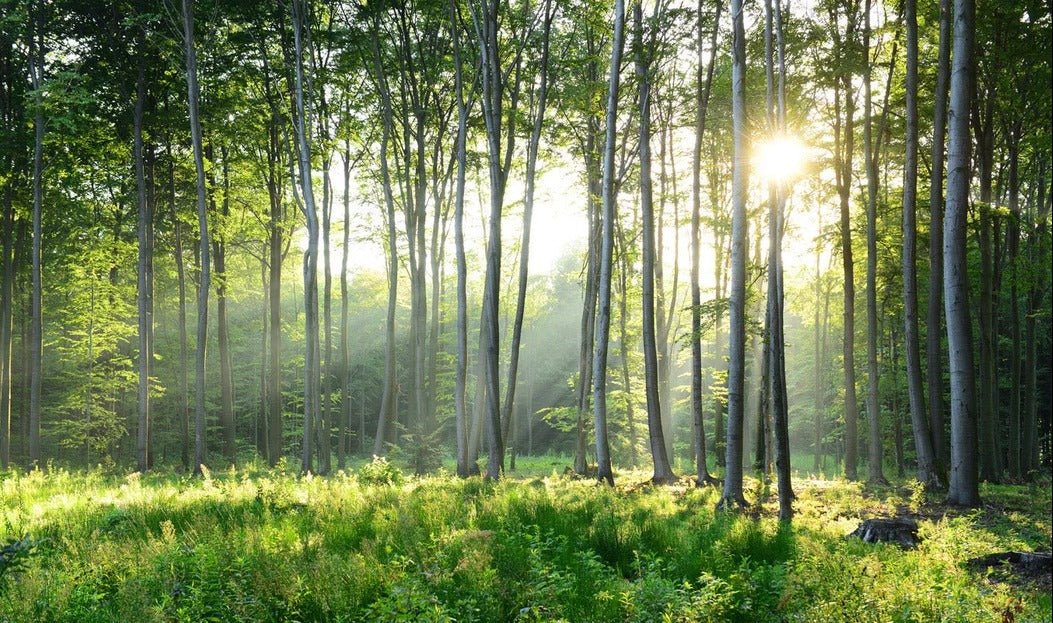 Papier peint panoramique forêt de pins, XXL, tendance