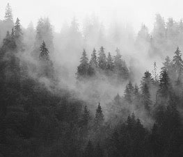 Black and white misty forest wallpaper