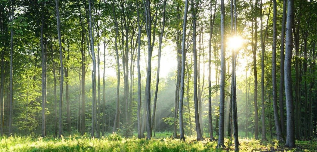 Papier peint panoramique forêt de pins