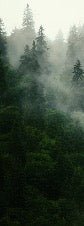 Green misty forest wallpaper
