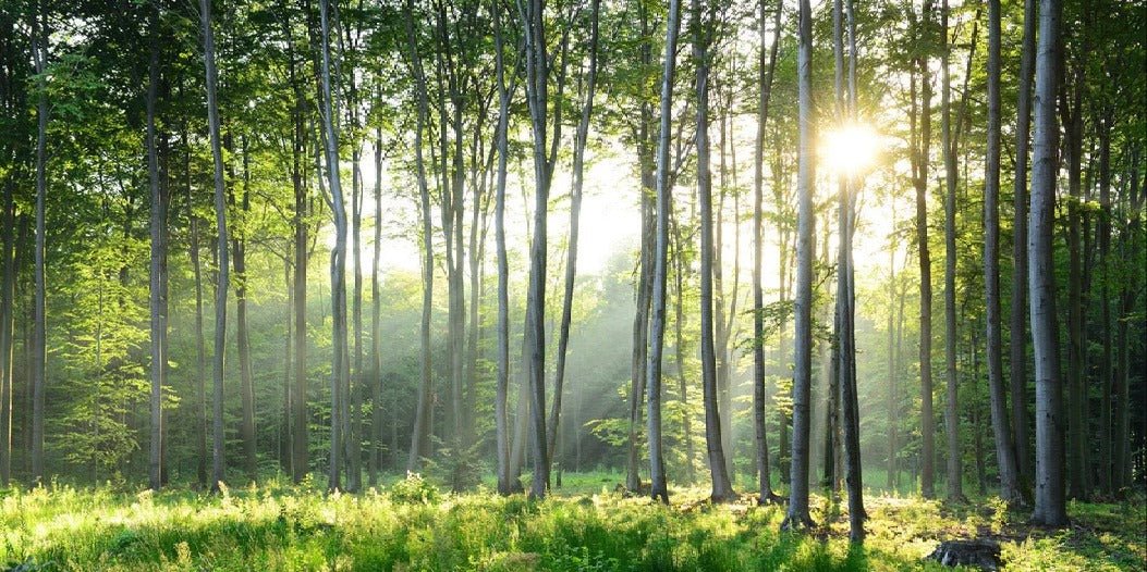Papier peint panoramique forêt de pins