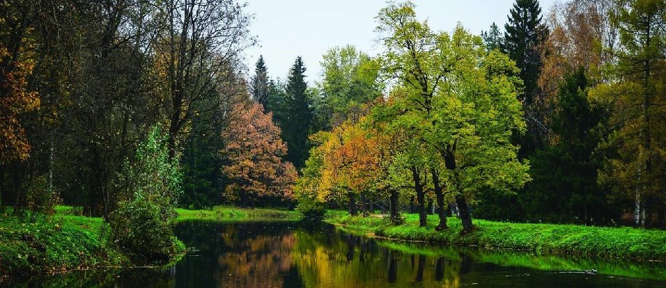 Panoramic lake and forest wallpaper