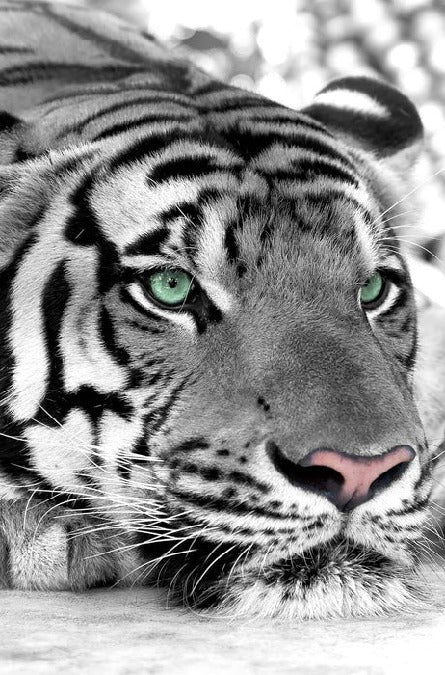 Papier peint Tigre Blanc Majestueux