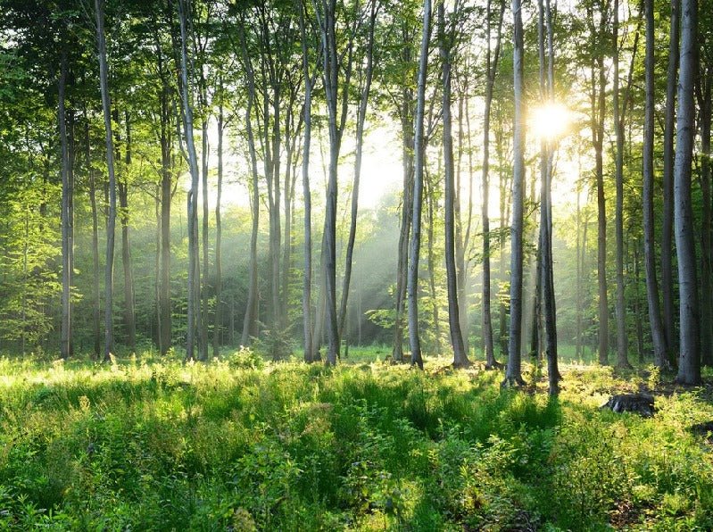 Papier peint panoramique forêt de pins