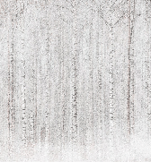 Papier peint forêt de bouleaux enveloppante
