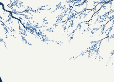 Papier peint panoramique fleur Sakura blanc - Muralconcept